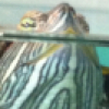 Артем Turtle аватар